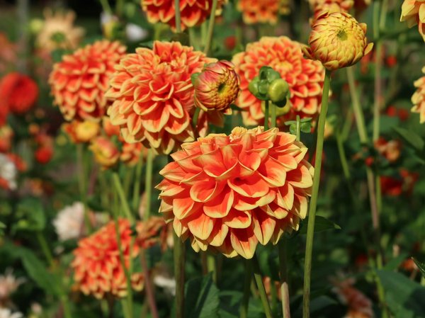 Silicone render: durable, breathable exterior coating options