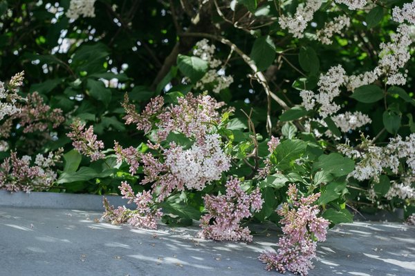 Top-rated window cleaners in fetcham for a spotless outlook